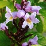 Phlogacanthus turgidus Flower