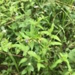 Cuphea elliptica Leaf