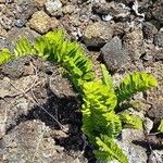 Nephrolepis abrupta Leaf