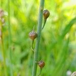 Asphodelus tenuifolius Frucht