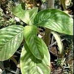 Psychotria viridis Foglia