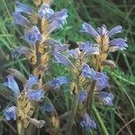 Phelipanche purpurea Libunga