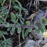 Alyssum cuneifolium Feuille