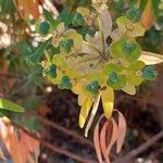 Euphorbia dendroidesLeaf