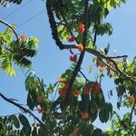 Castanospermum australe Flower