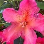 Rhododendron spp. Flower
