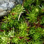 Alchemilla holosericea Лист