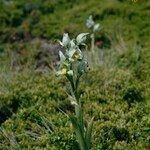 Chloraea magellanica Çiçek