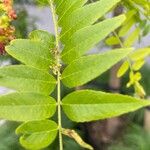 Gleditsia triacanthosFeuille