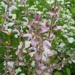 Salvia sclarea 花