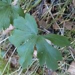 Sanicula europaea Likasa