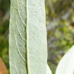 Salix lemmonii Leaf