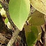 Philadelphus pubescens Blatt