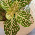 Fittonia albivenis Blatt