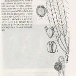 Bocquillonia sessiliflora Sonstige