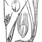 Rhynchospora fusca Autre