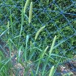 Setaria viridis Hábito