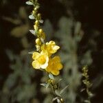 Aureolaria flava Flor