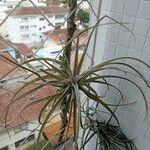 Tillandsia pohliana 整株植物