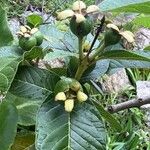 Psidium guineense 果