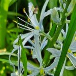 Camassia cusickii Flower