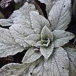 Verbascum boerhavii Feuille