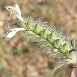 Tetramerium nervosum 花
