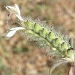 Tetramerium nervosum Flower