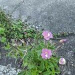 Epilobium parviflorumКветка