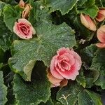 Begonia spp. Flor