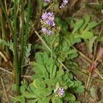 Limonium dodartii عادت داشتن