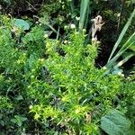 Symphyotrichum pilosum 葉