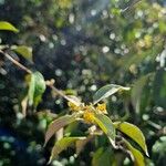 Elaeagnus macrophyllaFlower