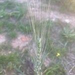 Triticum turgidum Flower