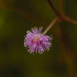 Mimosa pudicaBlomma