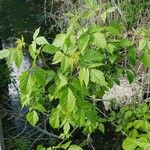 Rubus bertramii Blad