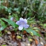 Mimulopsis glandulosa Flor