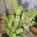 Crassula perforata Folha