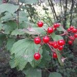 Viburnum opulus Vrucht