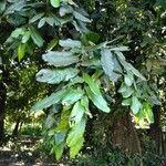 Inocarpus fagifer Blatt
