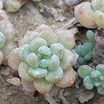 Sedum clavatum 葉