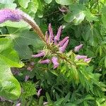 Veronicastrum virginicum Blüte