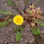 Taraxacum erythrospermum 形态