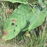 Rhaponticum scariosum Leaf