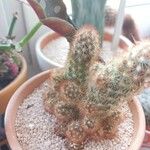 Mammillaria elongata Ліст