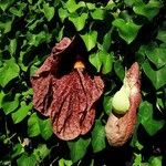 Aristolochia gigantea Blüte
