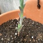 Cheiridopsis denticulata Hoja