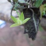Angraecum multinominatum Flor