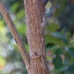 Gymnanthemum amygdalinum Rinde