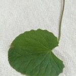 Centella asiaticaList